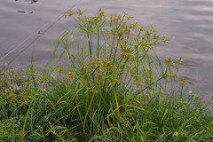 Cyperus imbricatus