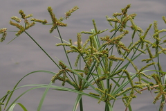 Cyperus imbricatus