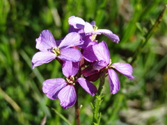 Erysimum linifolium
