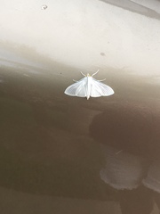 Palpita flegia