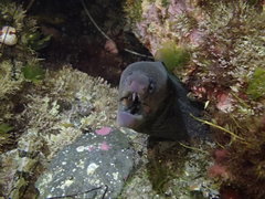 Gymnothorax mordax