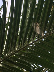Palpita flegia