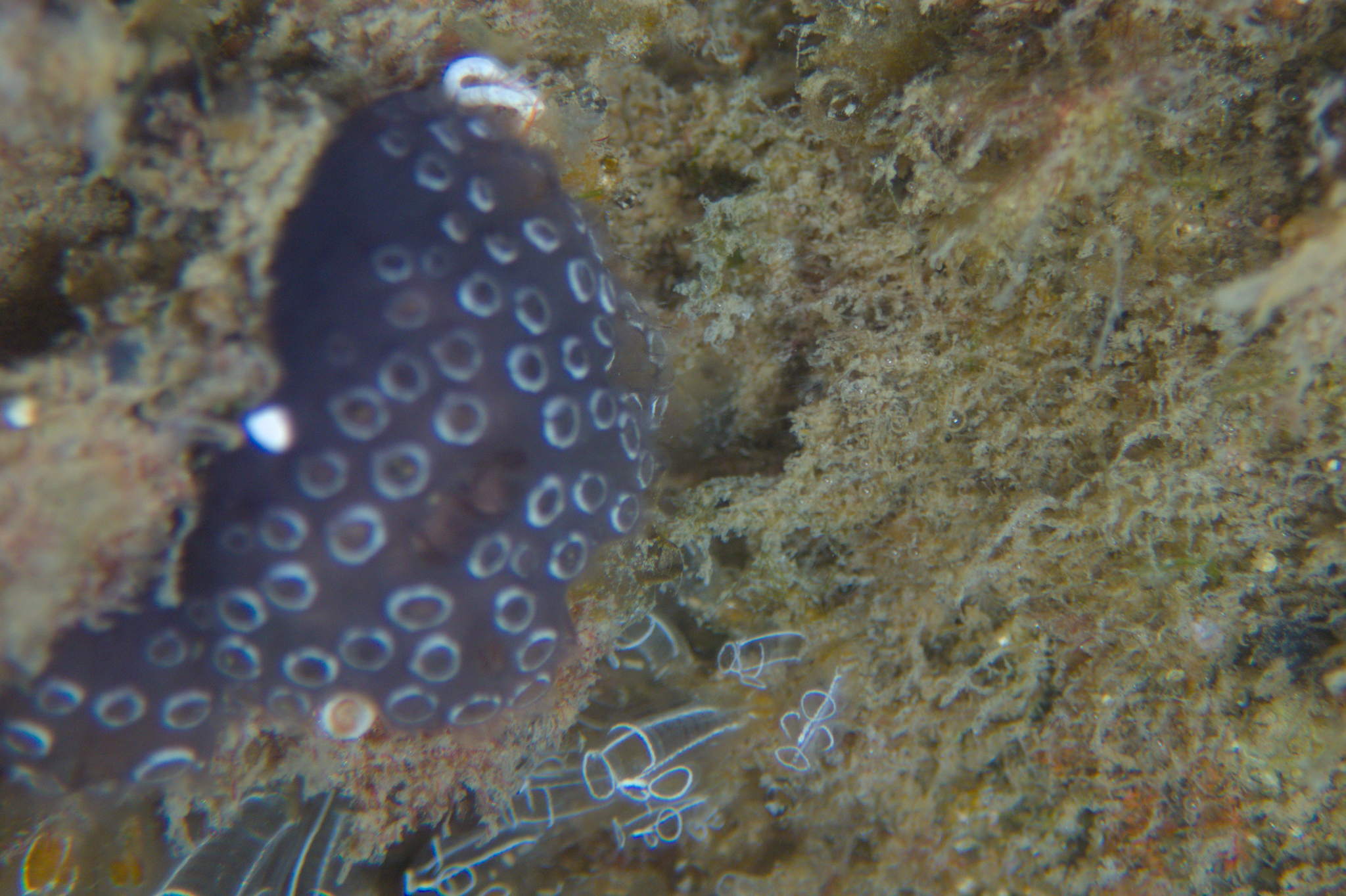 Distaplia bermudensis Van Name, 1902