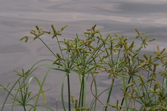 Cyperus imbricatus