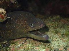 Gymnothorax mordax