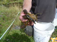 Galaxias pullus