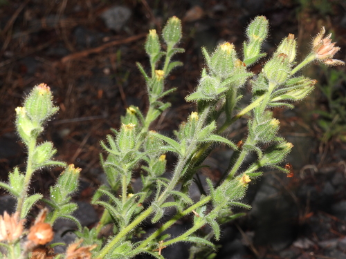 Image of Madia glomerata by no rights reserved