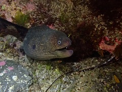 Gymnothorax mordax