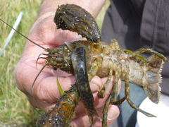 Galaxias pullus