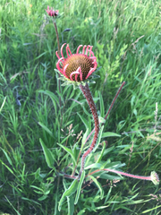 Echinacea pallida