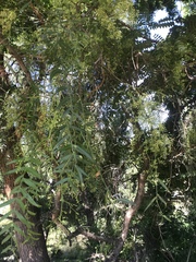 Calophya schini