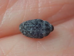 Rhyssomatus lineaticollis