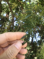 Calophya schini