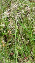 Carex garberi