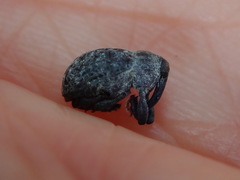 Rhyssomatus lineaticollis