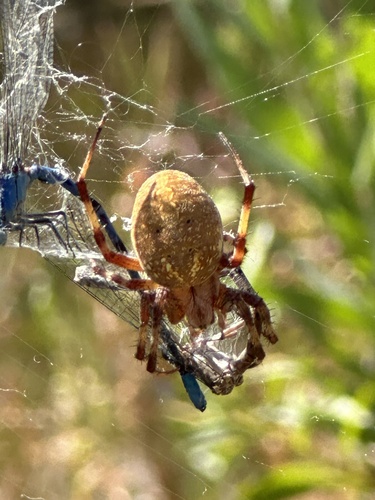 Western Spotted Orbweaver photo 6