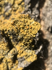 Ascomycota