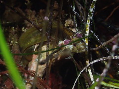 Paraclinus integripinnis