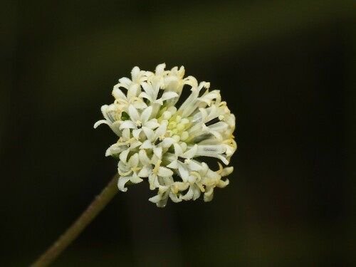 Image of Everglades Squarestem by (c) geosesarma, some rights reserved (CC BY)