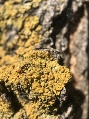 Ascomycota