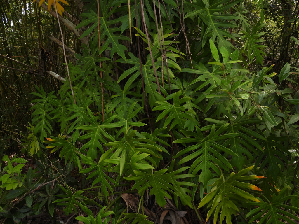 Thaumatophyllum xanadu, Big Cypress, FL, USA