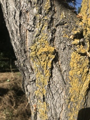 Ascomycota
