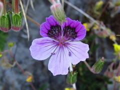 Erodium glandulosum