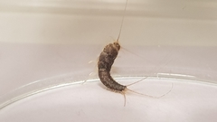 Ctenolepisma longicaudatum