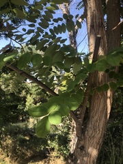 Fabaceae