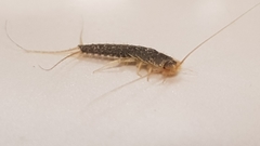 Ctenolepisma longicaudatum