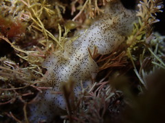 Enchiridium punctatum