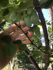 Fabaceae
