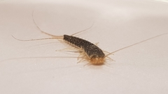 Ctenolepisma longicaudatum