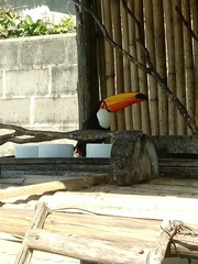 Ramphastos toco