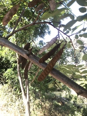 Fabaceae