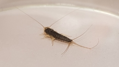 Ctenolepisma longicaudatum