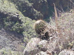 Ferocactus emoryi rectispinus