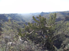 Myrtillocactus cochal