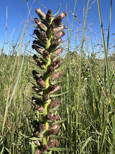 Image of Liatris lancifolia by (c) Jared Shorma, some rights reserved (CC BY)