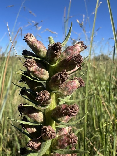 Image of Liatris lancifolia by (c) Jared Shorma, some rights reserved (CC BY)