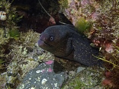 Gymnothorax mordax