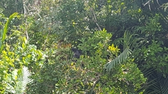 Trachypithecus cristatus
