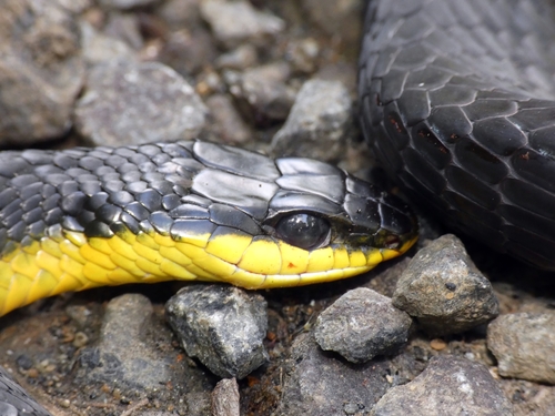 Common Tree Snake sighting