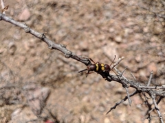 Aethecerinus latecinctus