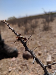 Aethecerinus latecinctus