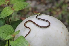 Dendrelaphis caudolineatus