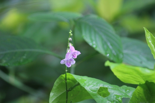 Image of Asystasia dalzelliana by (c) Sindhu Haridas, some rights reserved (CC BY)