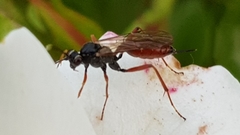 Ichneumonidae