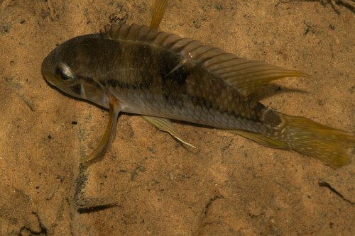 Amazon cichlid (Cichlasoma amazonarum) — Cichlidae — 3