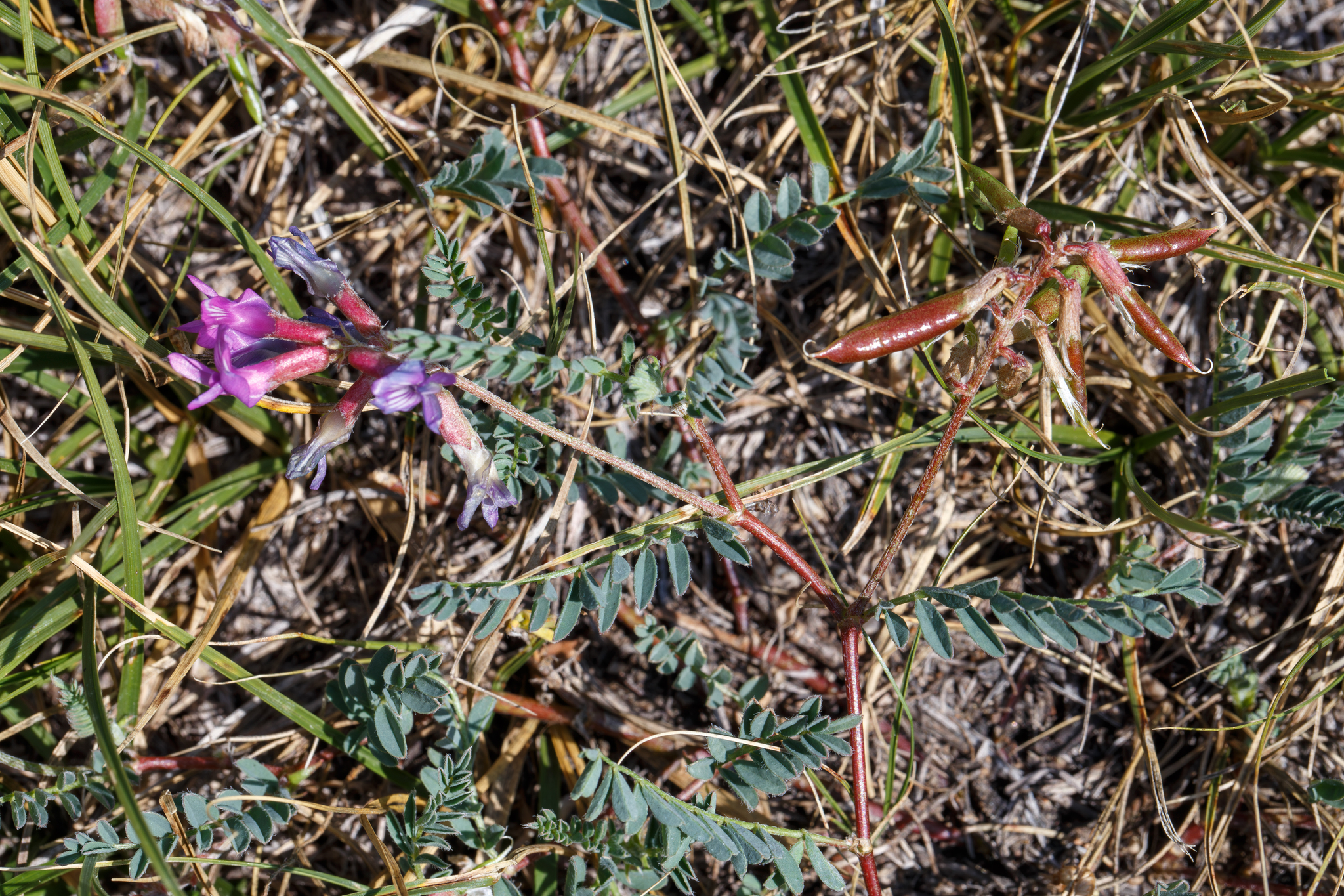 Astragalus hallii var. hallii